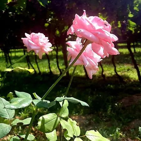 Relais Divino * Ala